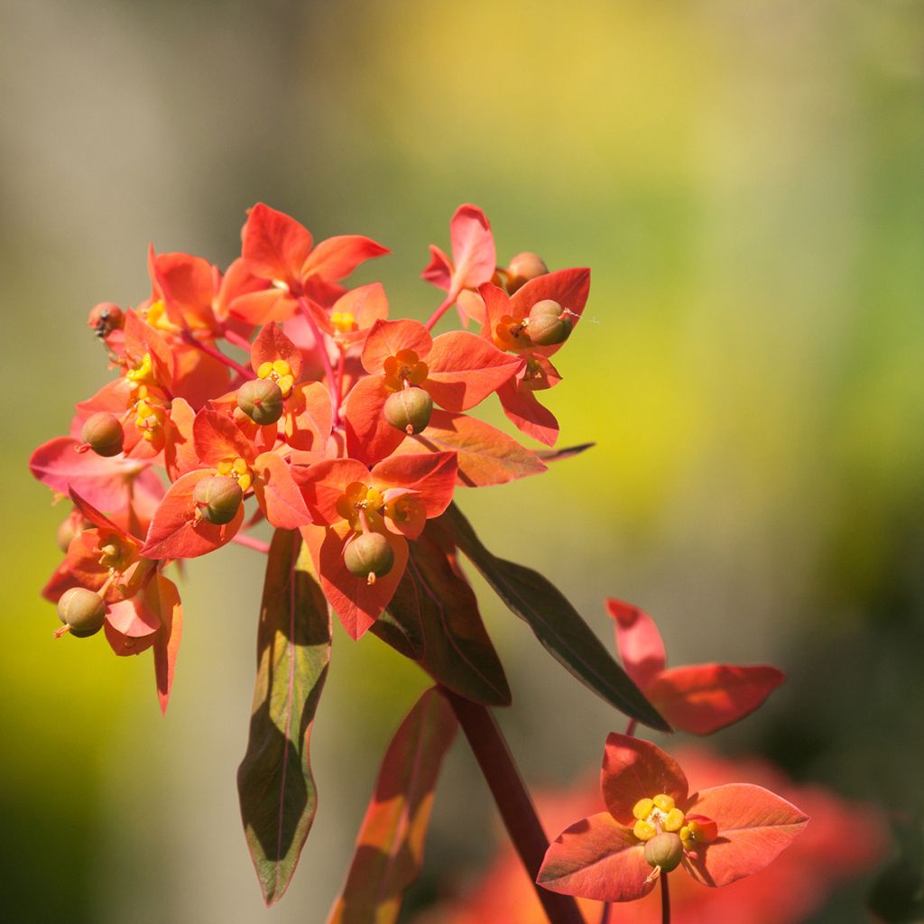 Euphorbia griffithii Dixter - Griffiths Wolfsmilch