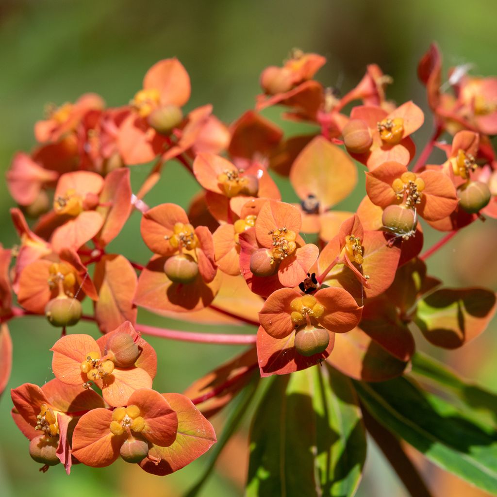 Euphorbia griffithii - Griffiths Wolfsmilch