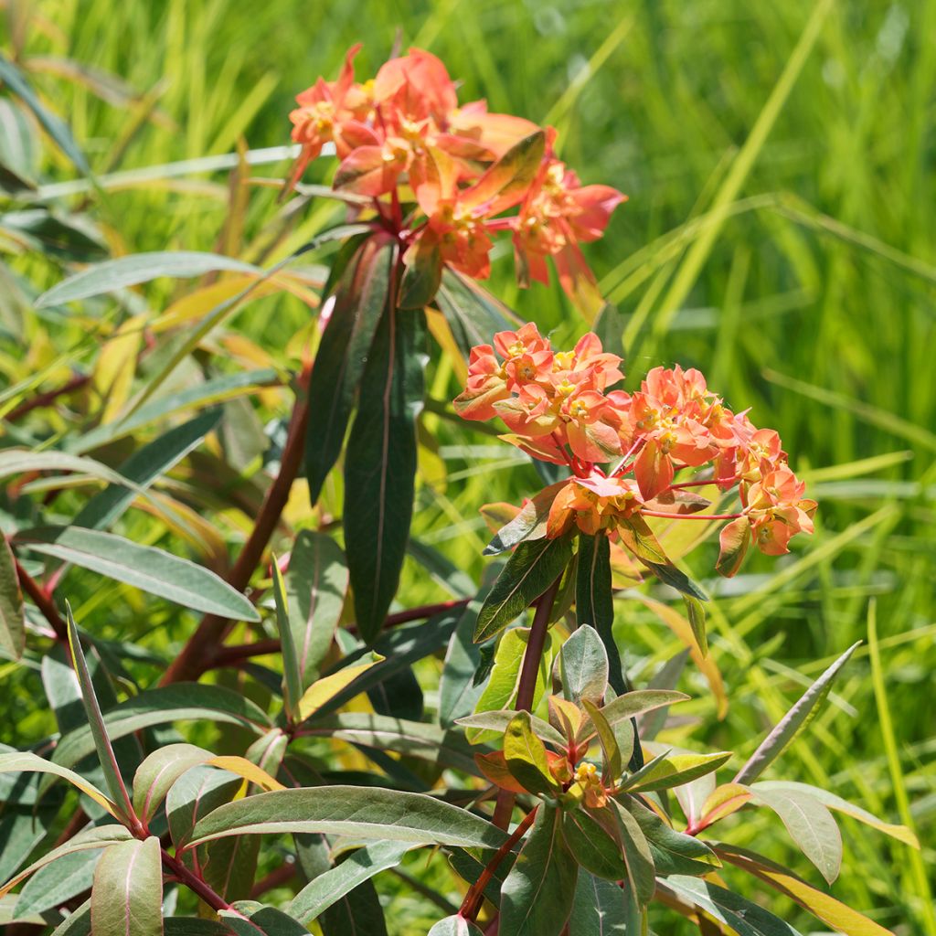 Euphorbia griffithii - Griffiths Wolfsmilch