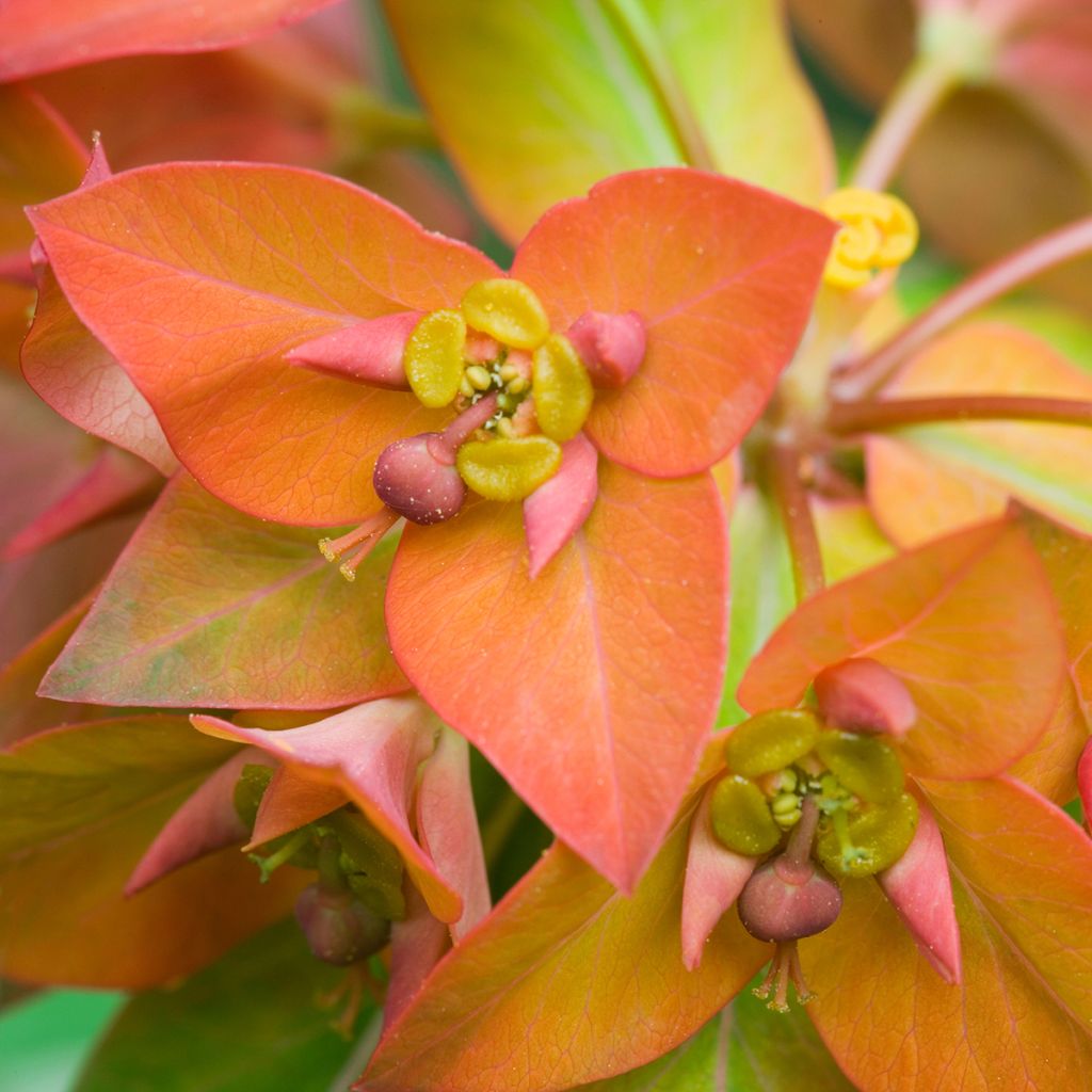 Euphorbia griffithii - Griffiths Wolfsmilch