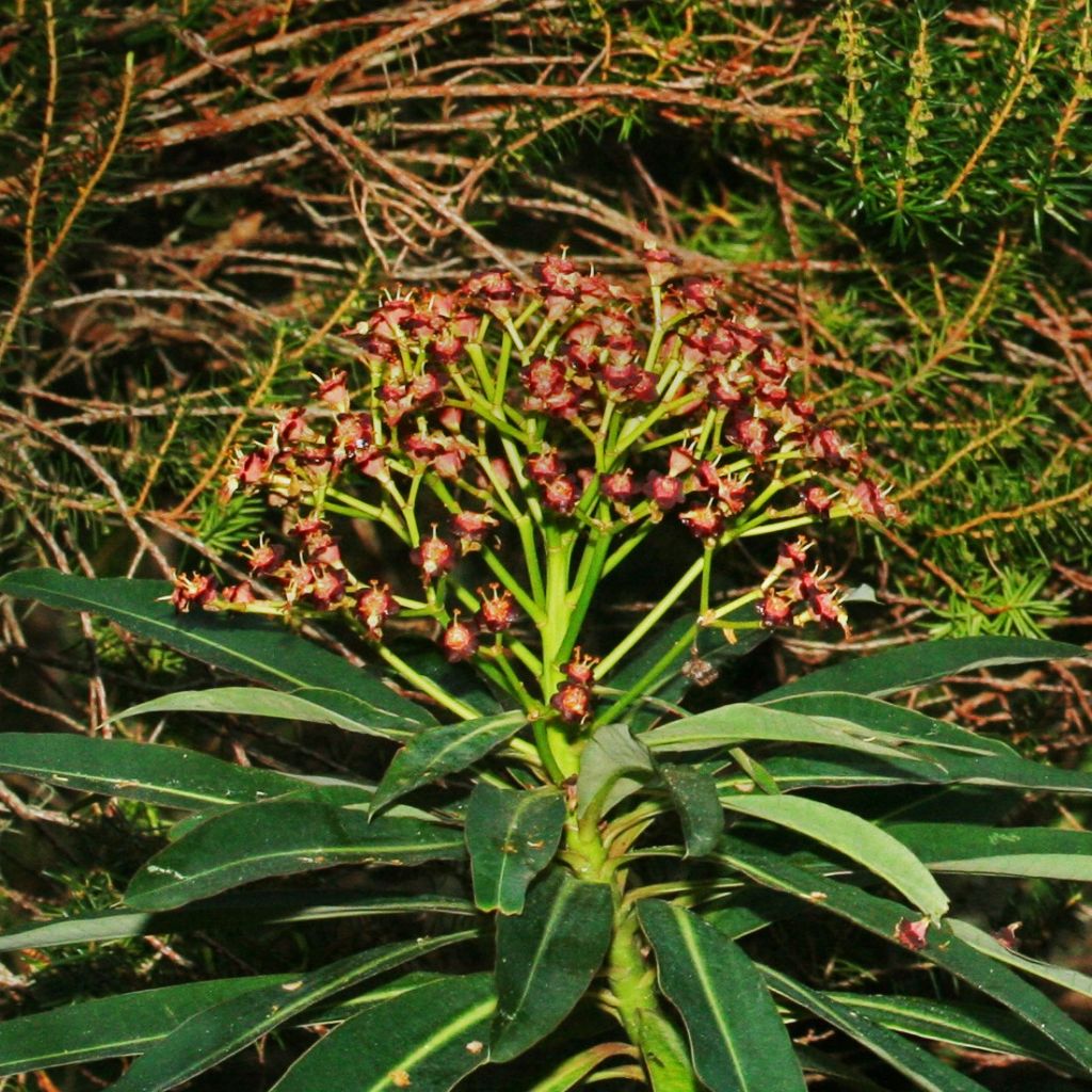 Euphorbia mellifera - Honiggebenden Wolfsmilch