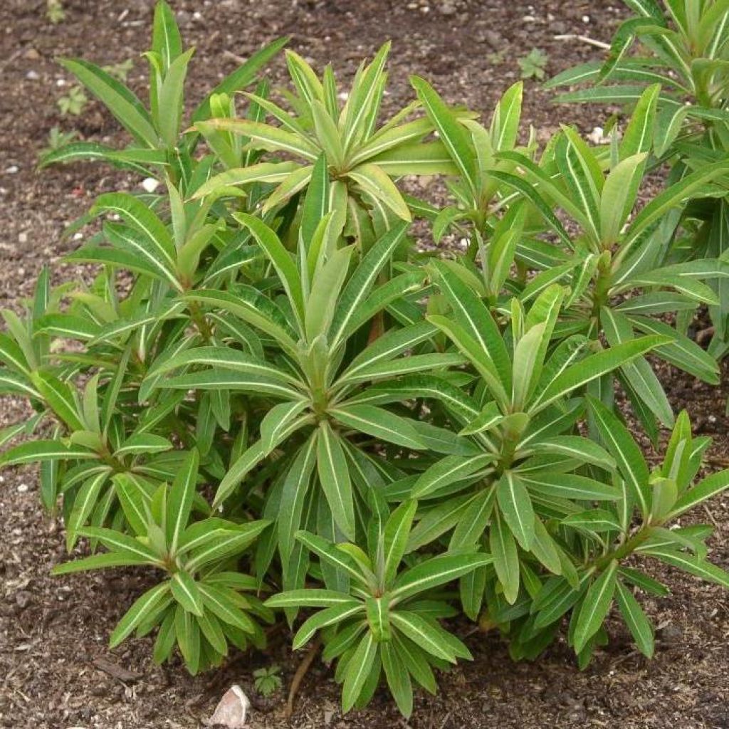 Euphorbe, Euphorbia mellifera