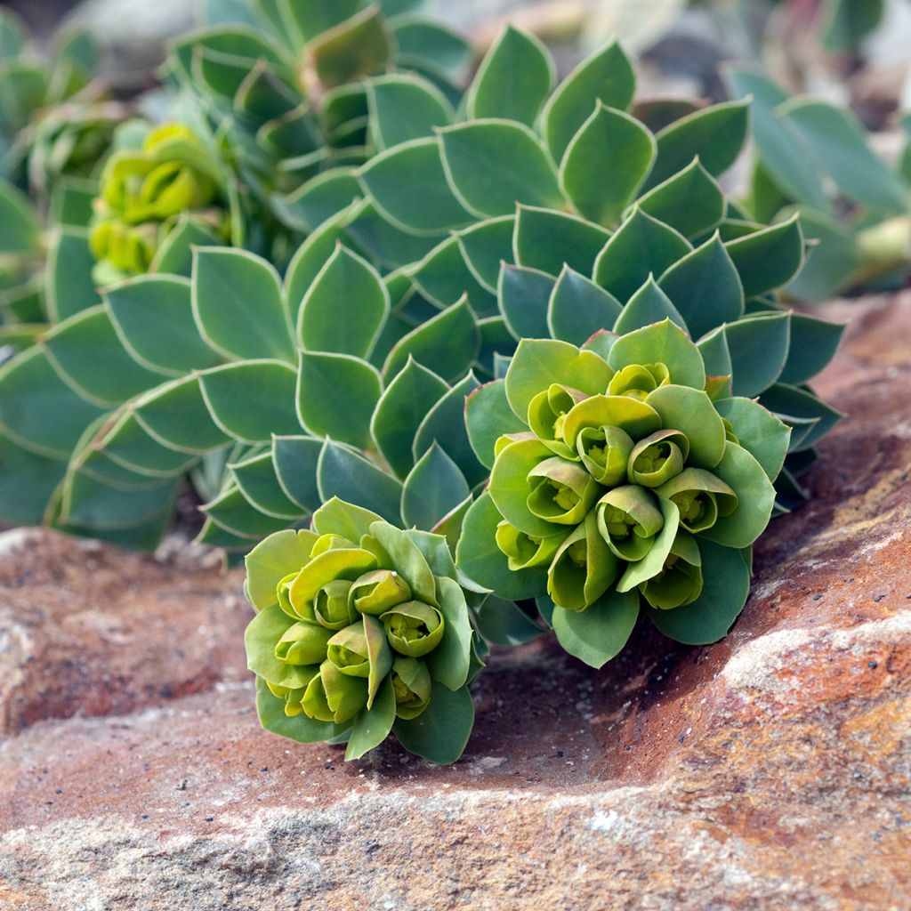 Euphorbia myrsinites - Blaugrüne Wolfsmilch