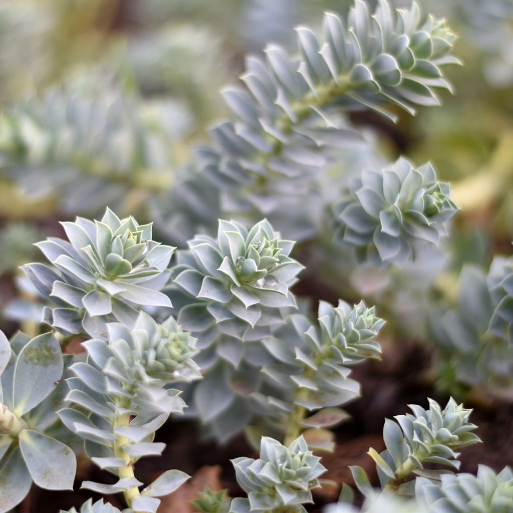 Euphorbia myrsinites - Blaugrüne Wolfsmilch