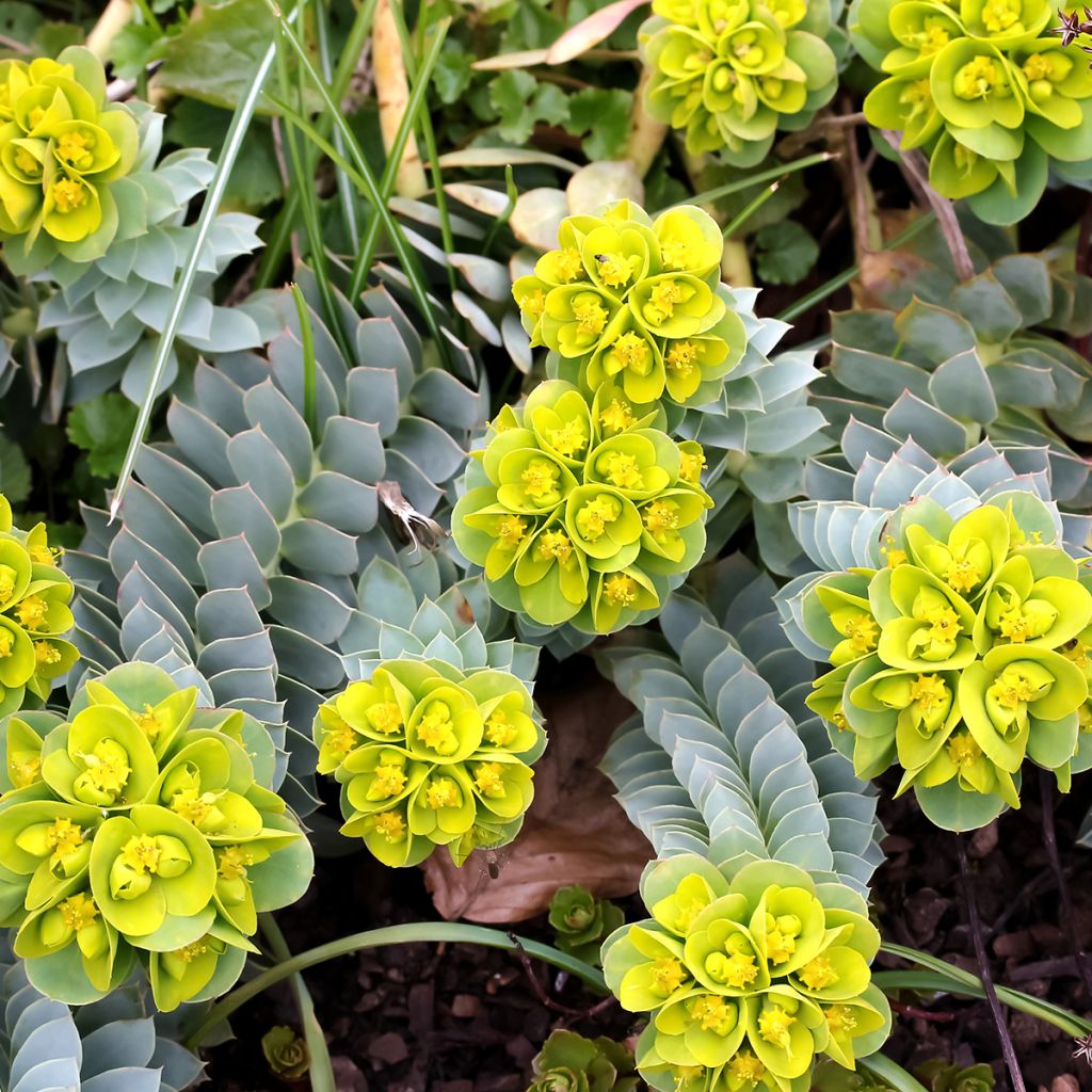 Euphorbia myrsinites - Blaugrüne Wolfsmilch