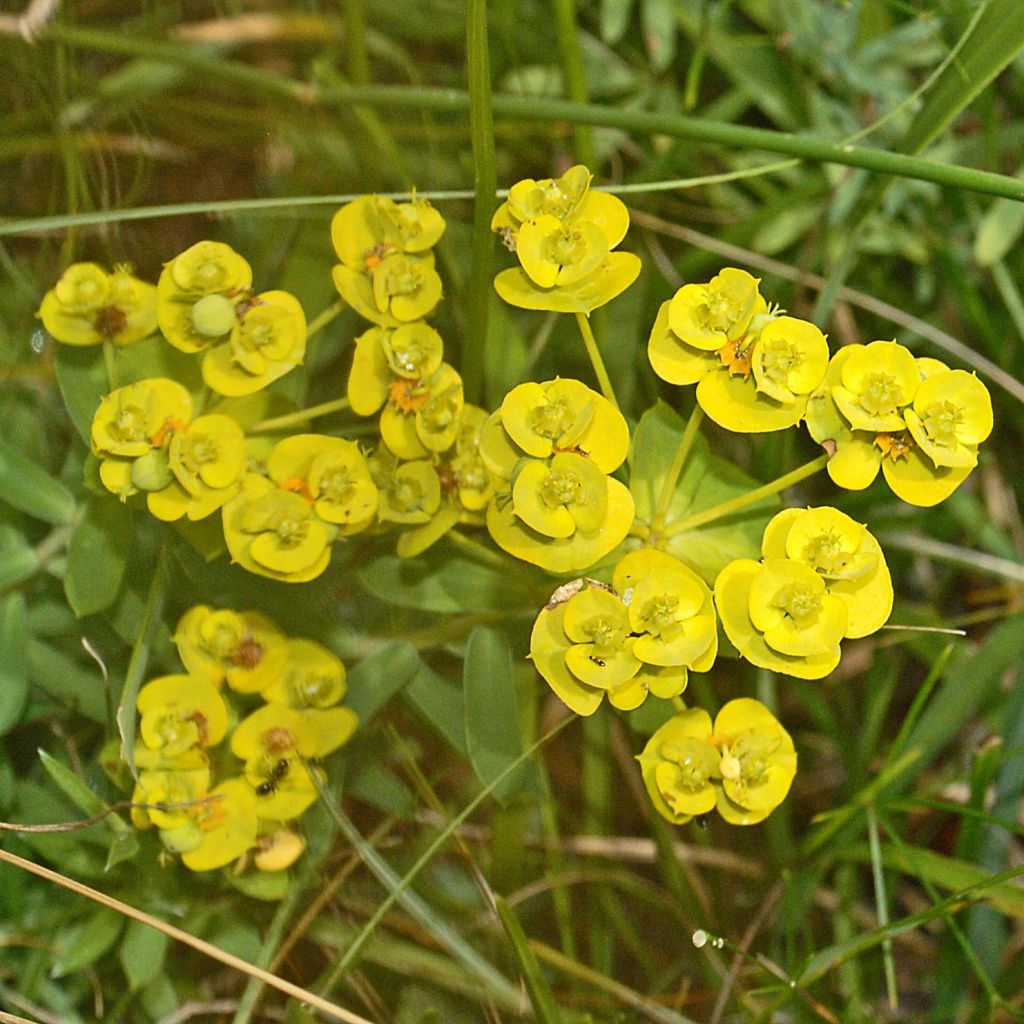 Euphorbia nicaeensis - Nizza-Wolfsmilch