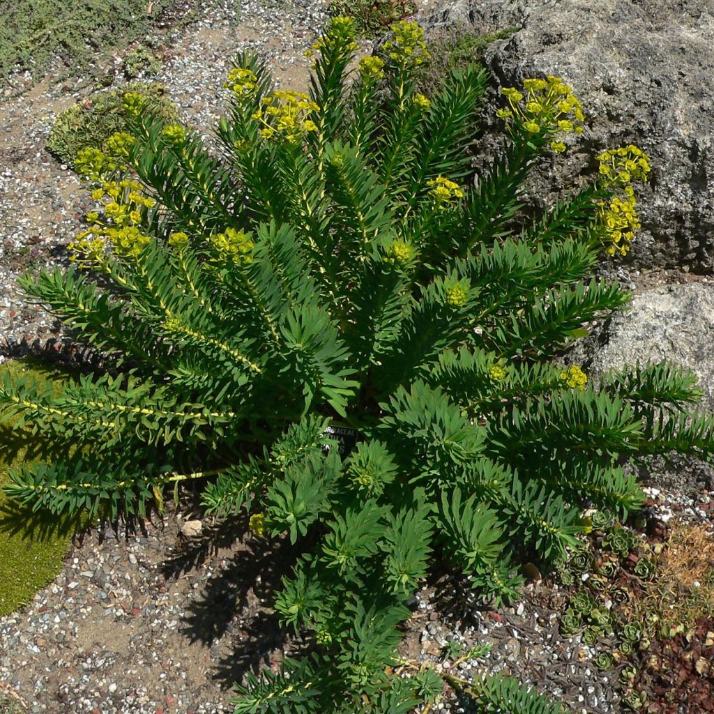 Euphorbia nicaeensis - Nizza-Wolfsmilch