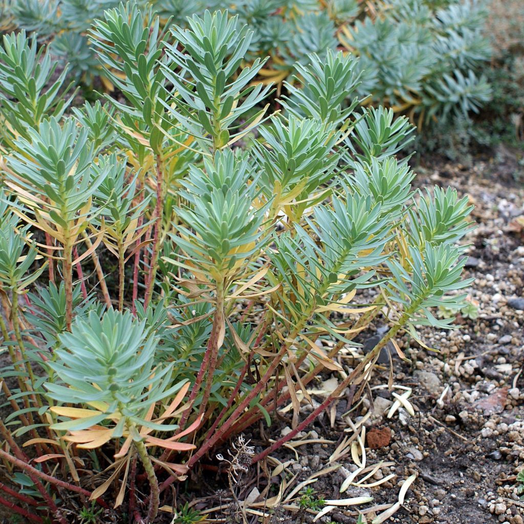 Euphorbia nicaeensis - Nizza-Wolfsmilch