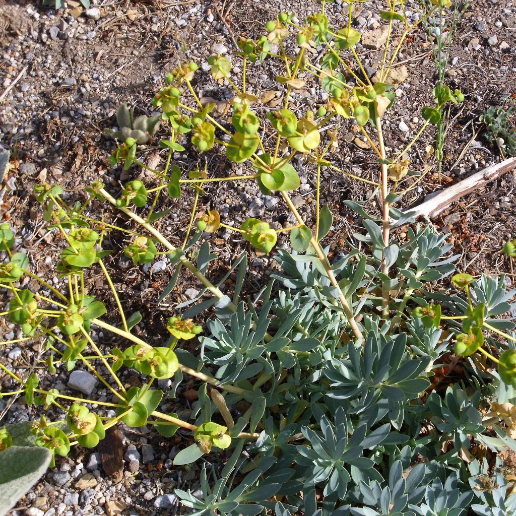 Euphorbia nicaeensis - Nizza-Wolfsmilch