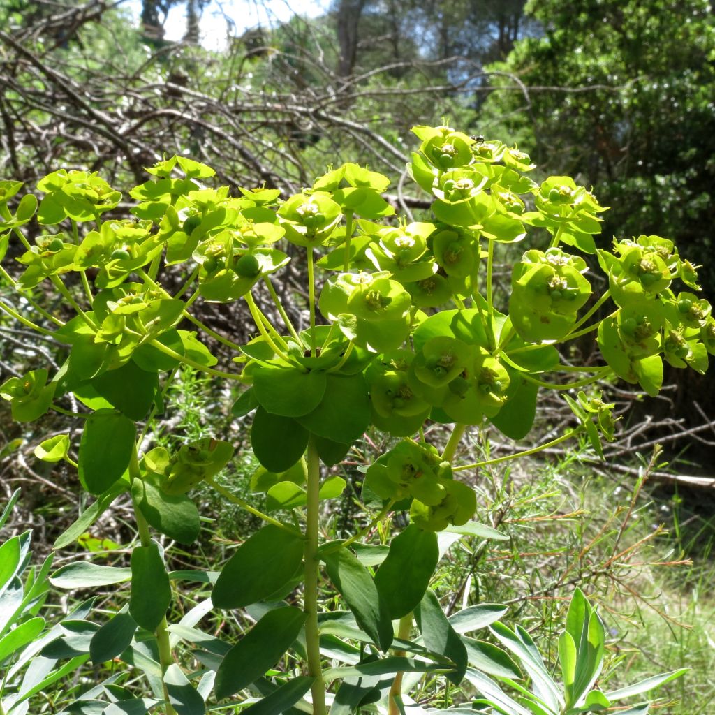 Euphorbia nicaeensis - Nizza-Wolfsmilch