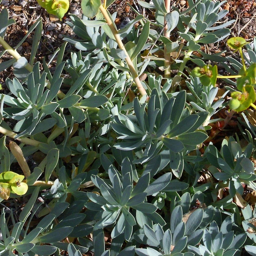 Euphorbia nicaeensis - Nizza-Wolfsmilch