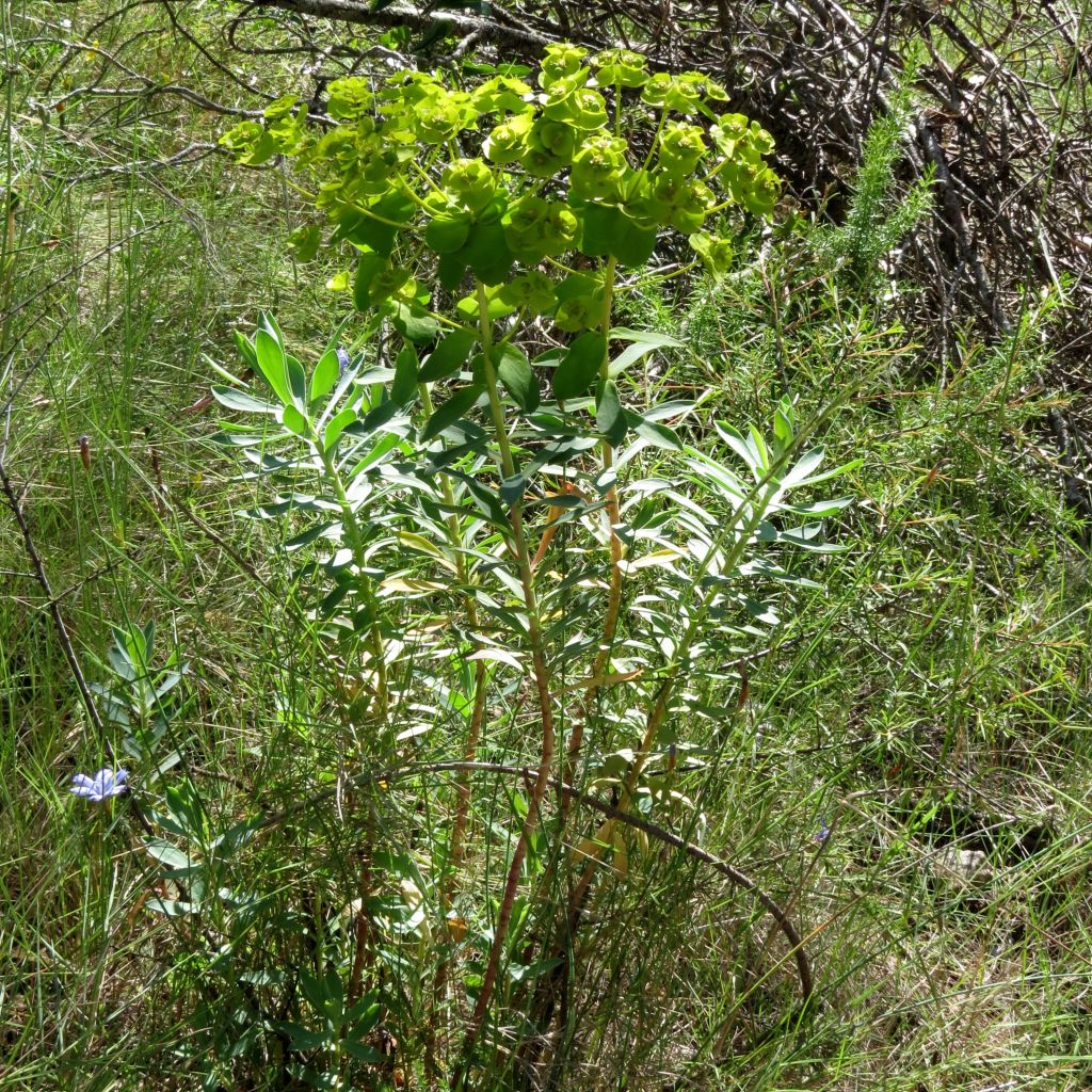 Euphorbia nicaeensis - Nizza-Wolfsmilch