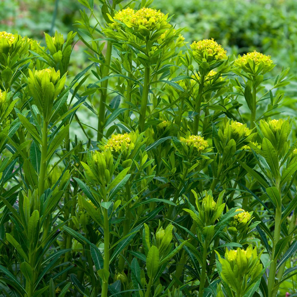 Euphorbia palustris - Sumpf-Wolfsmilch