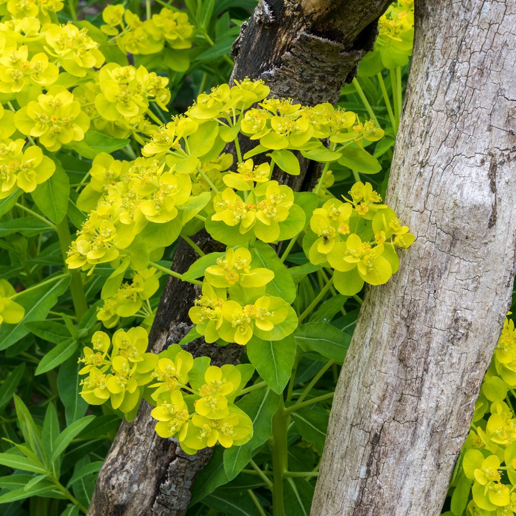 Euphorbia palustris - Sumpf-Wolfsmilch