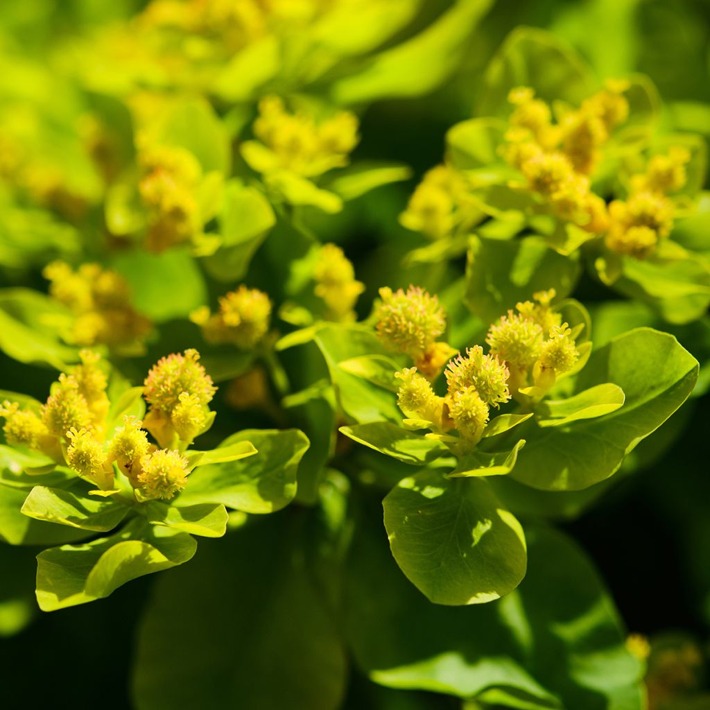 Euphorbia palustris - Sumpf-Wolfsmilch