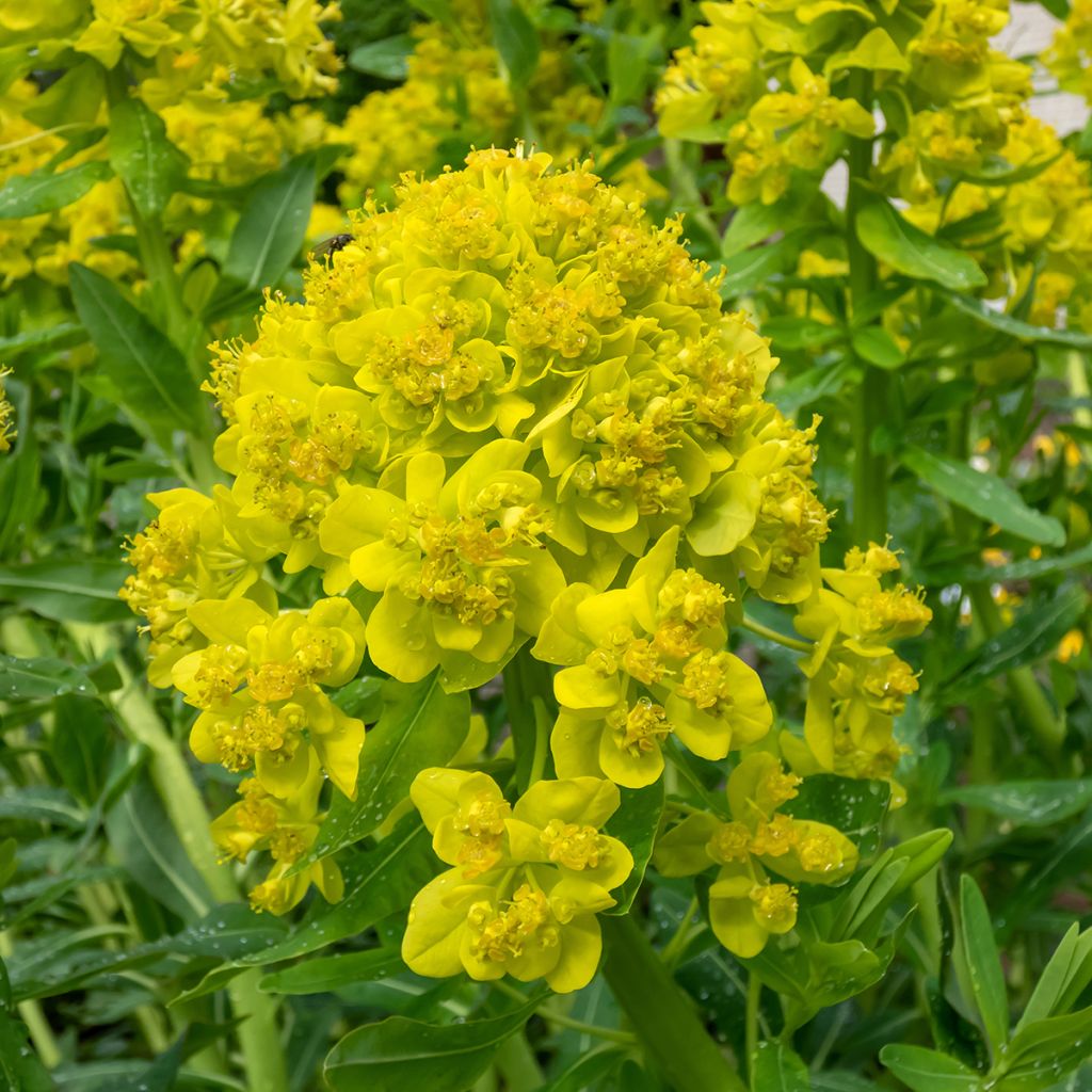 Euphorbia palustris - Sumpf-Wolfsmilch