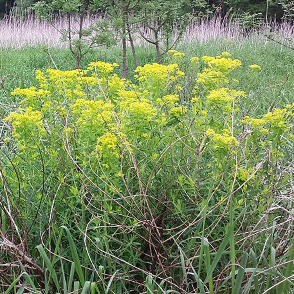 Euphorbia palustris - Sumpf-Wolfsmilch