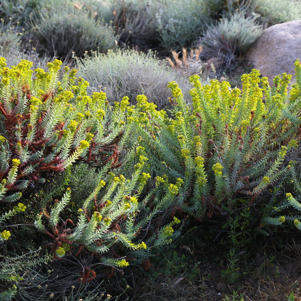 Euphorbia pithyusa - Pithyusen-Wolfsmilch