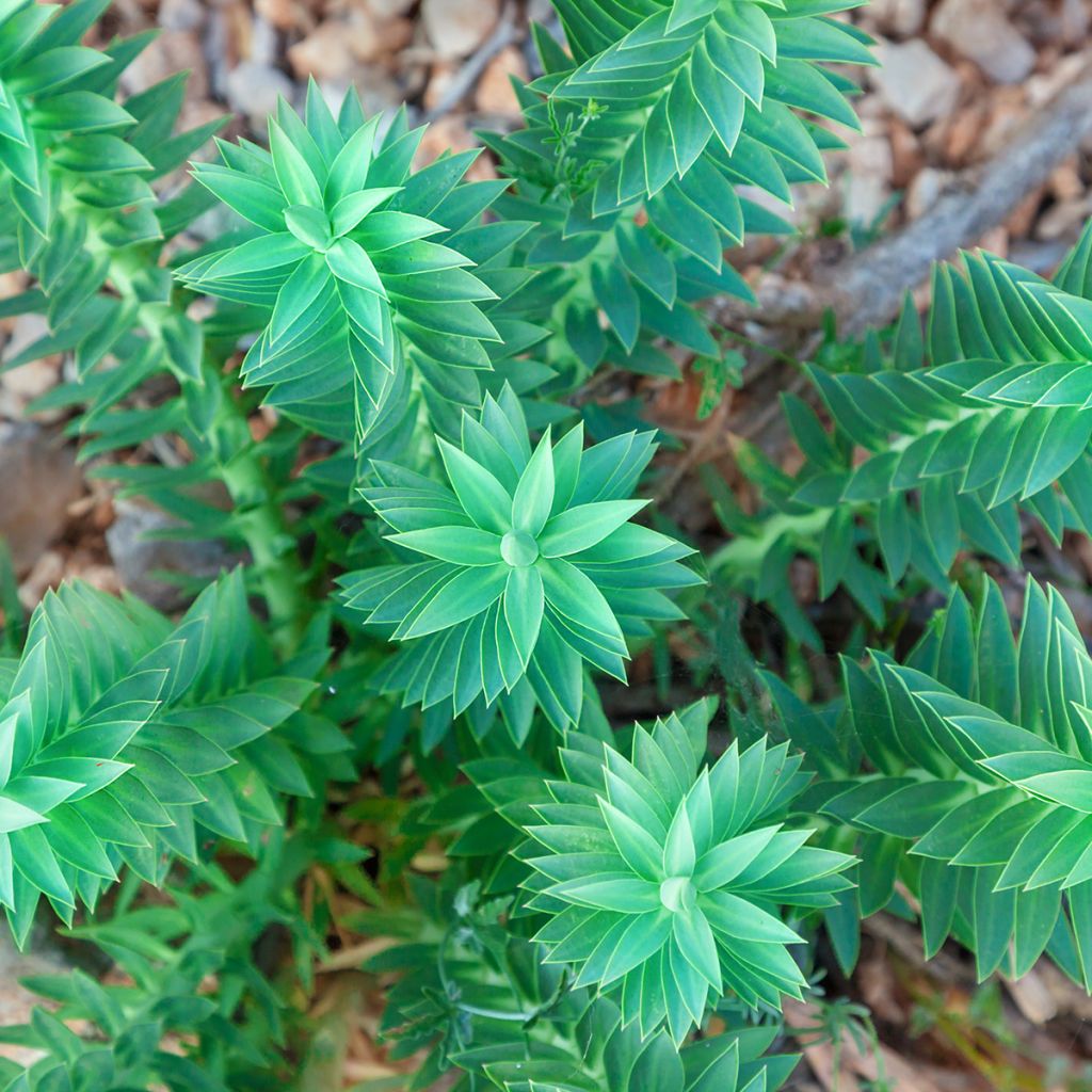 Euphorbia pithyusa - Pithyusen-Wolfsmilch