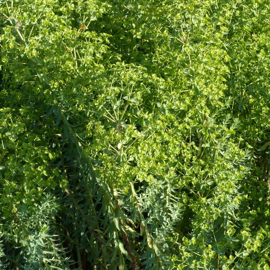 Euphorbia pithyusa subsp. cupanii Ponte Leccia - Sardische Wolfsmilch