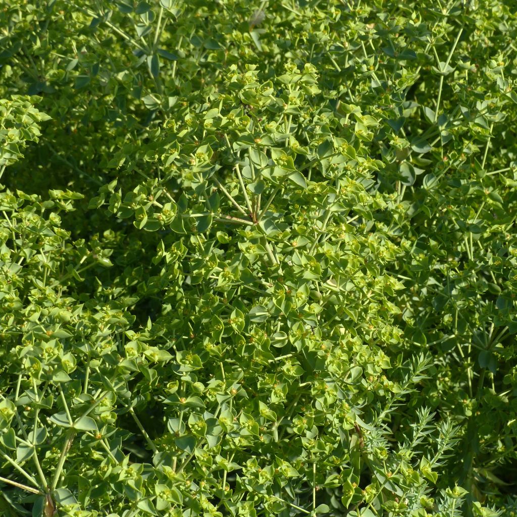 Euphorbia pithyusa subsp. cupanii Ponte Leccia - Sardische Wolfsmilch