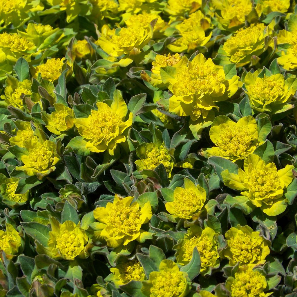 Euphorbia polychroma - Gold-Wolfsmilch