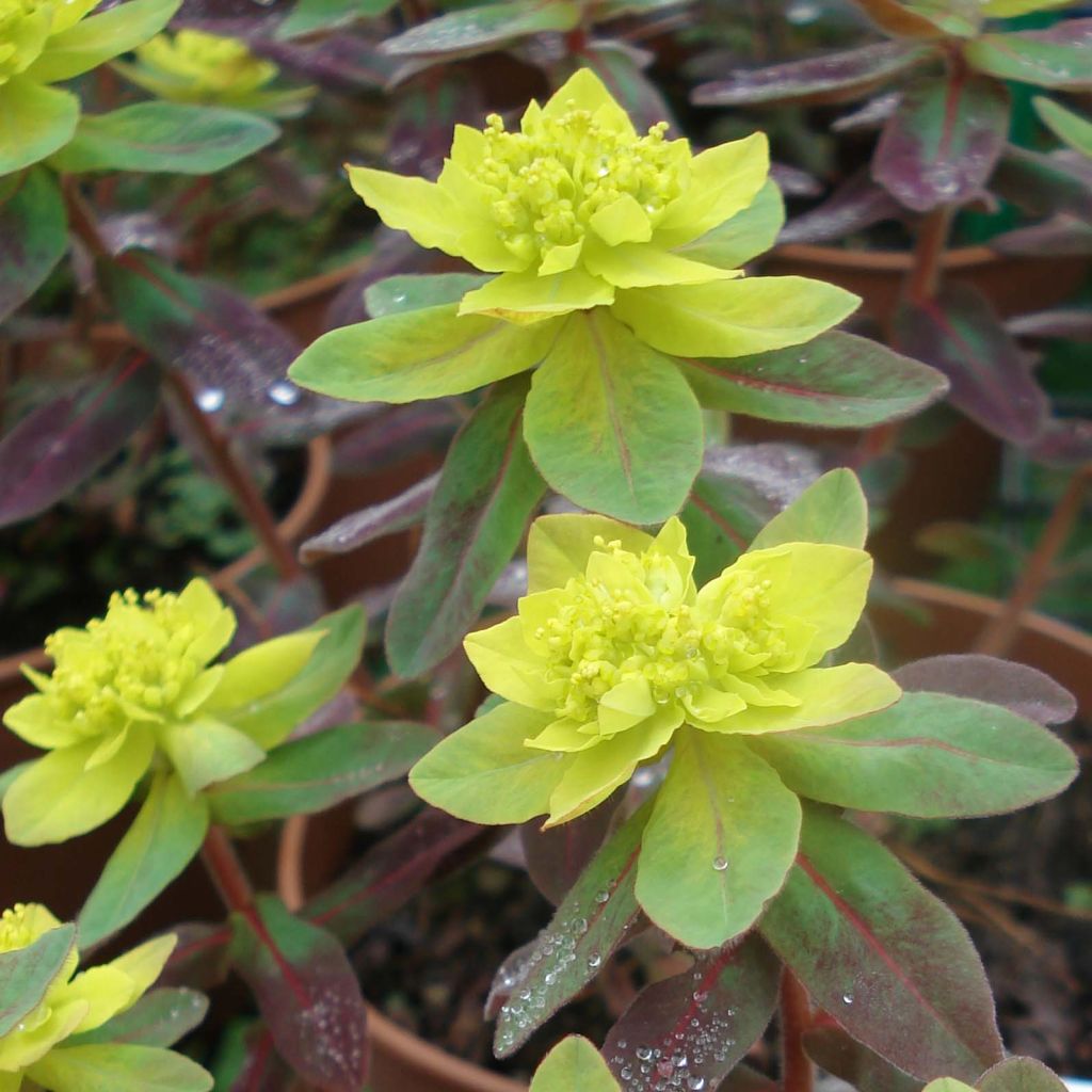 Euphorbia polychroma Bonfire - Gold-Wolfsmilch