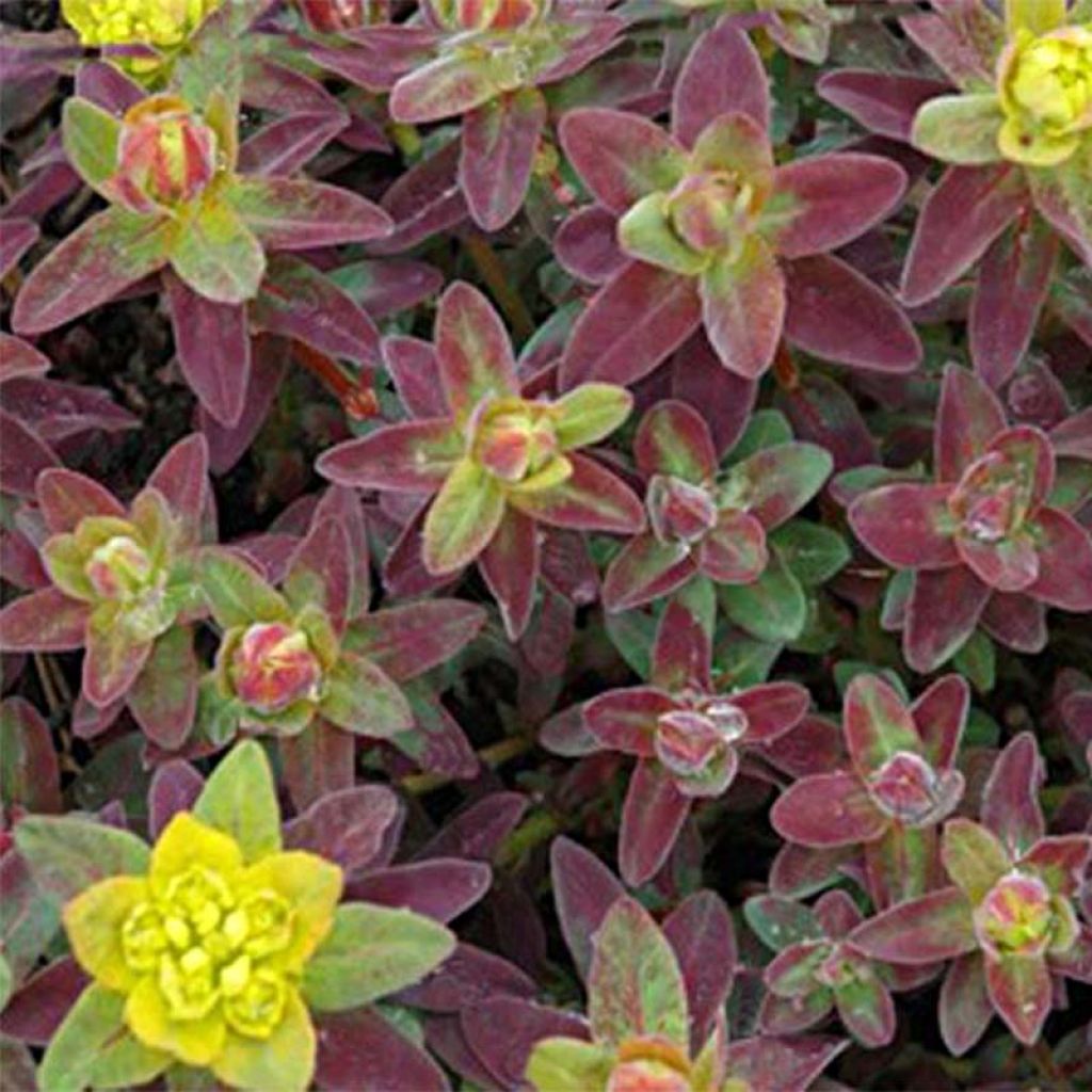 Euphorbia polychroma Bonfire - Euphorbe polychrome