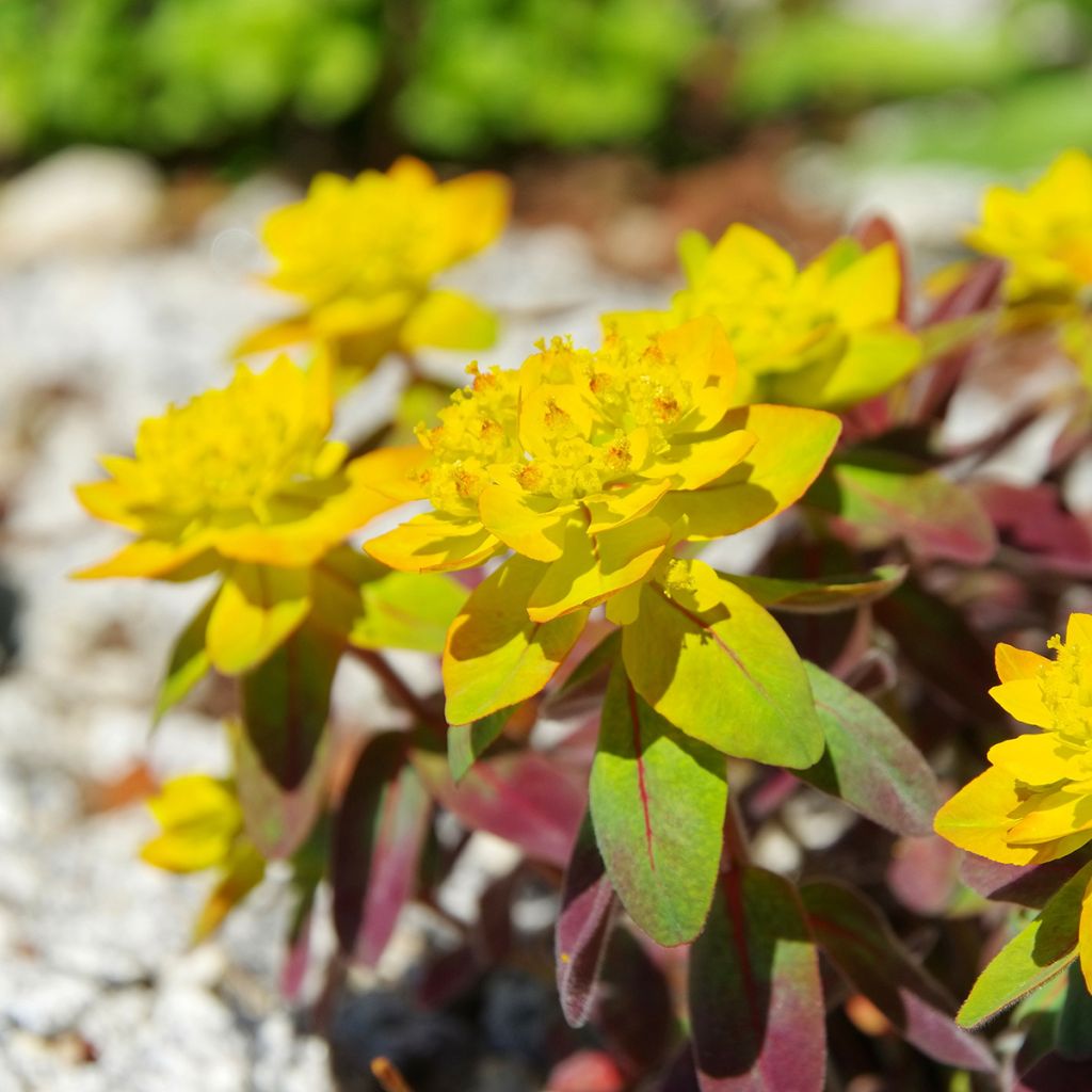 Euphorbia polychroma Bonfire - Gold-Wolfsmilch