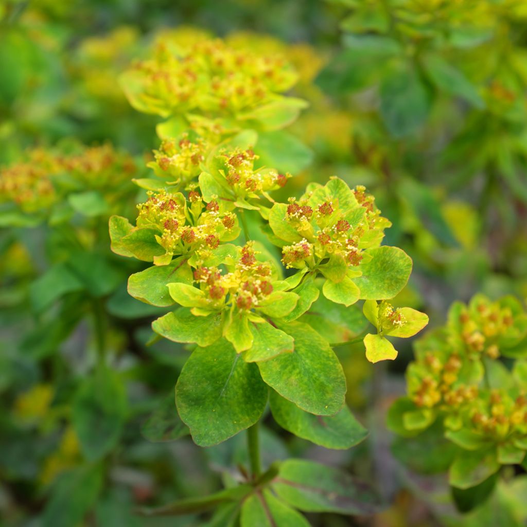 Euphorbia polychroma Bonfire - Gold-Wolfsmilch