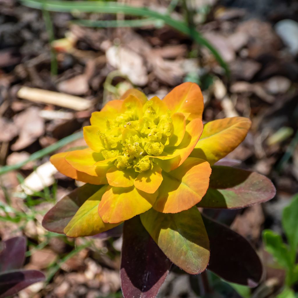 Euphorbia polychroma Bonfire - Gold-Wolfsmilch