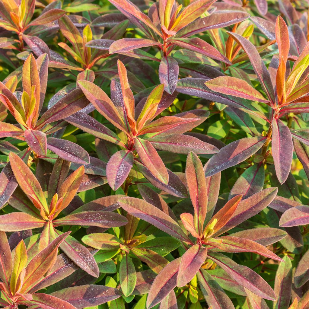 Euphorbia polychroma Bonfire - Gold-Wolfsmilch