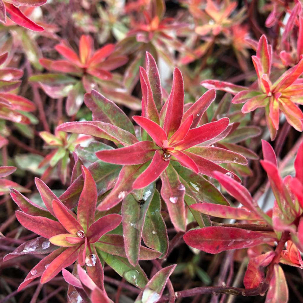 Euphorbia polychroma Bonfire - Euphorbe polychrome