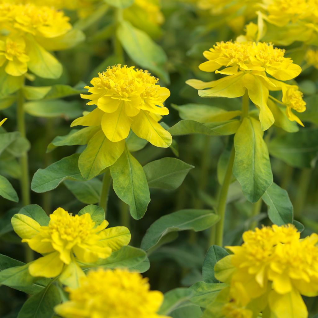 Euphorbia polychroma - Euphorbe polychrome