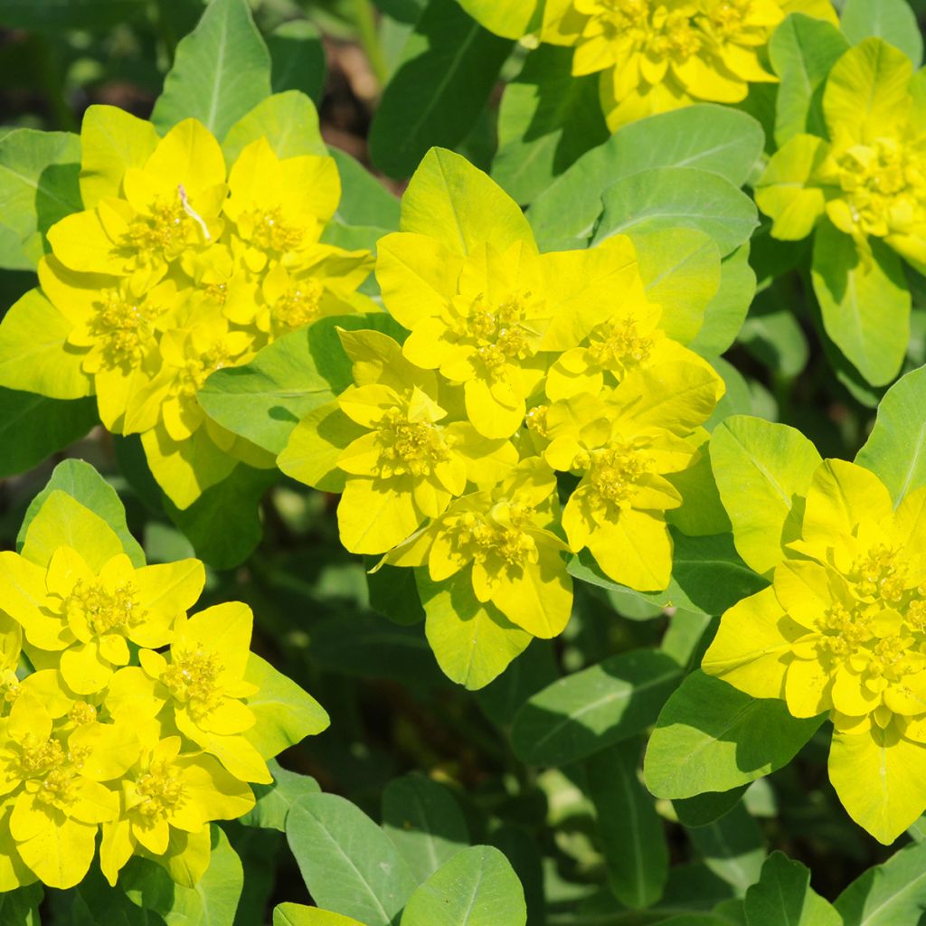 Euphorbia polychroma - Gold-Wolfsmilch