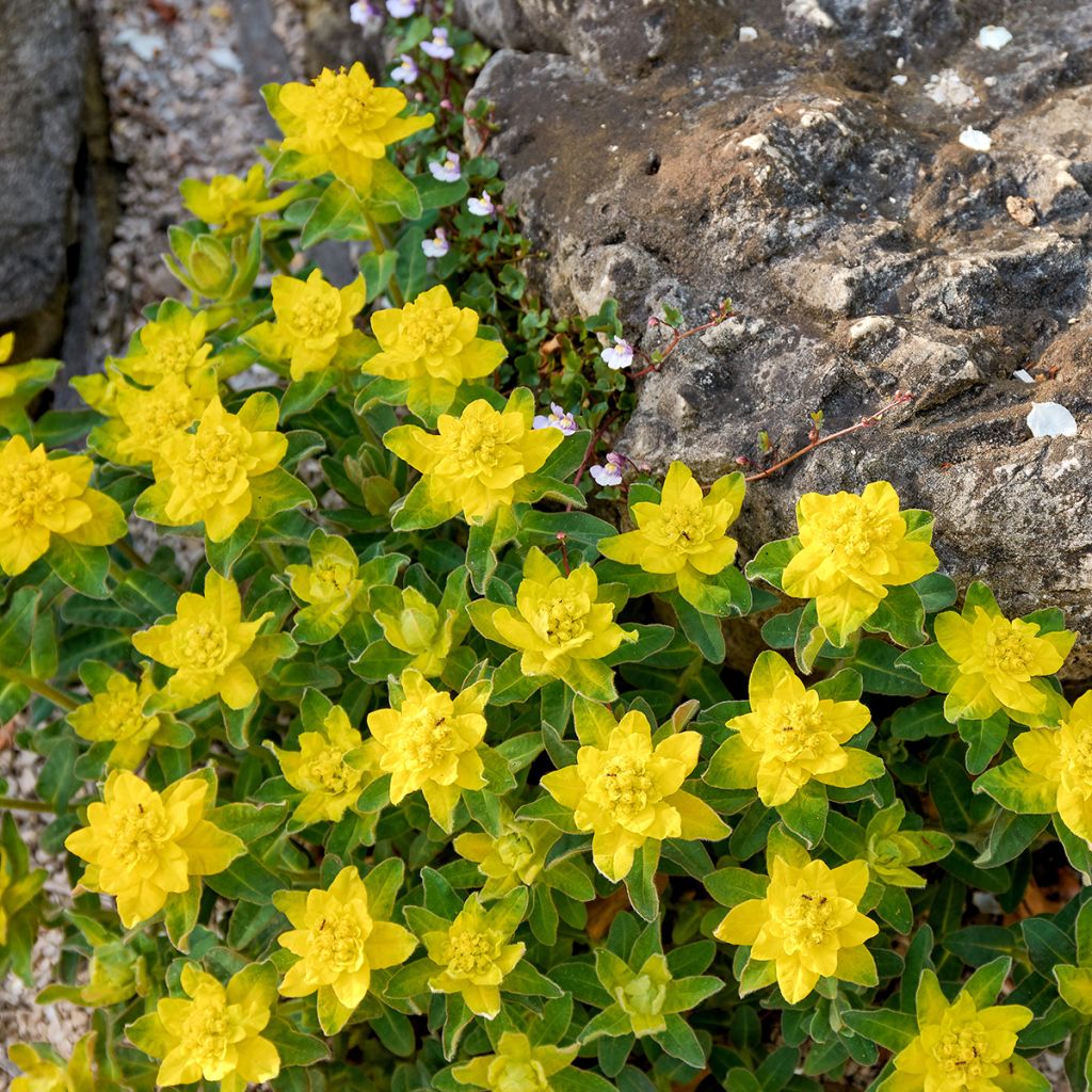 Euphorbia polychroma - Gold-Wolfsmilch