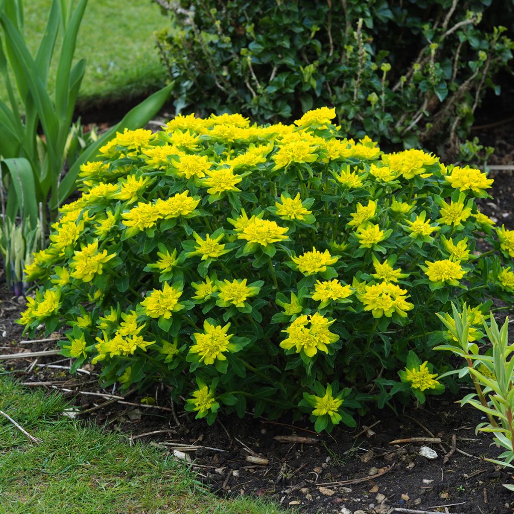 Euphorbia polychroma - Gold-Wolfsmilch