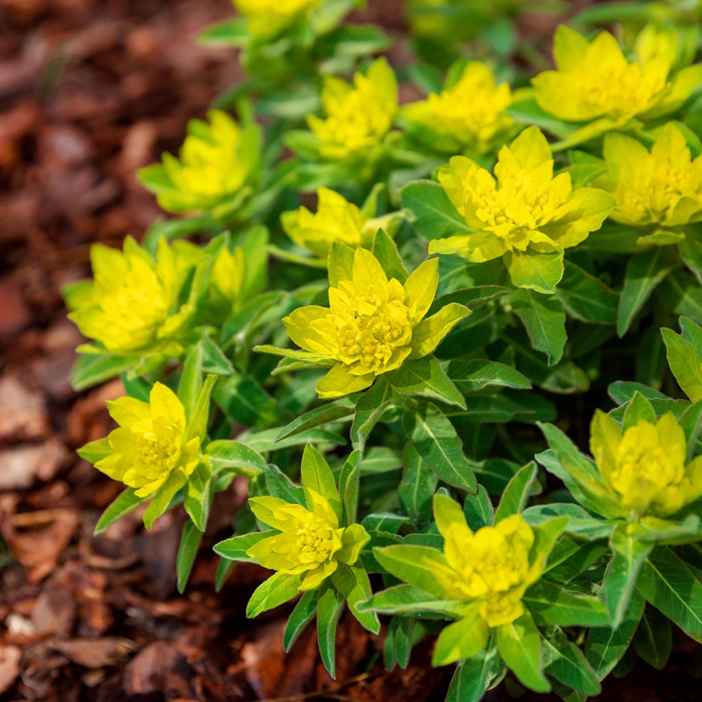 Euphorbia polychroma - Gold-Wolfsmilch