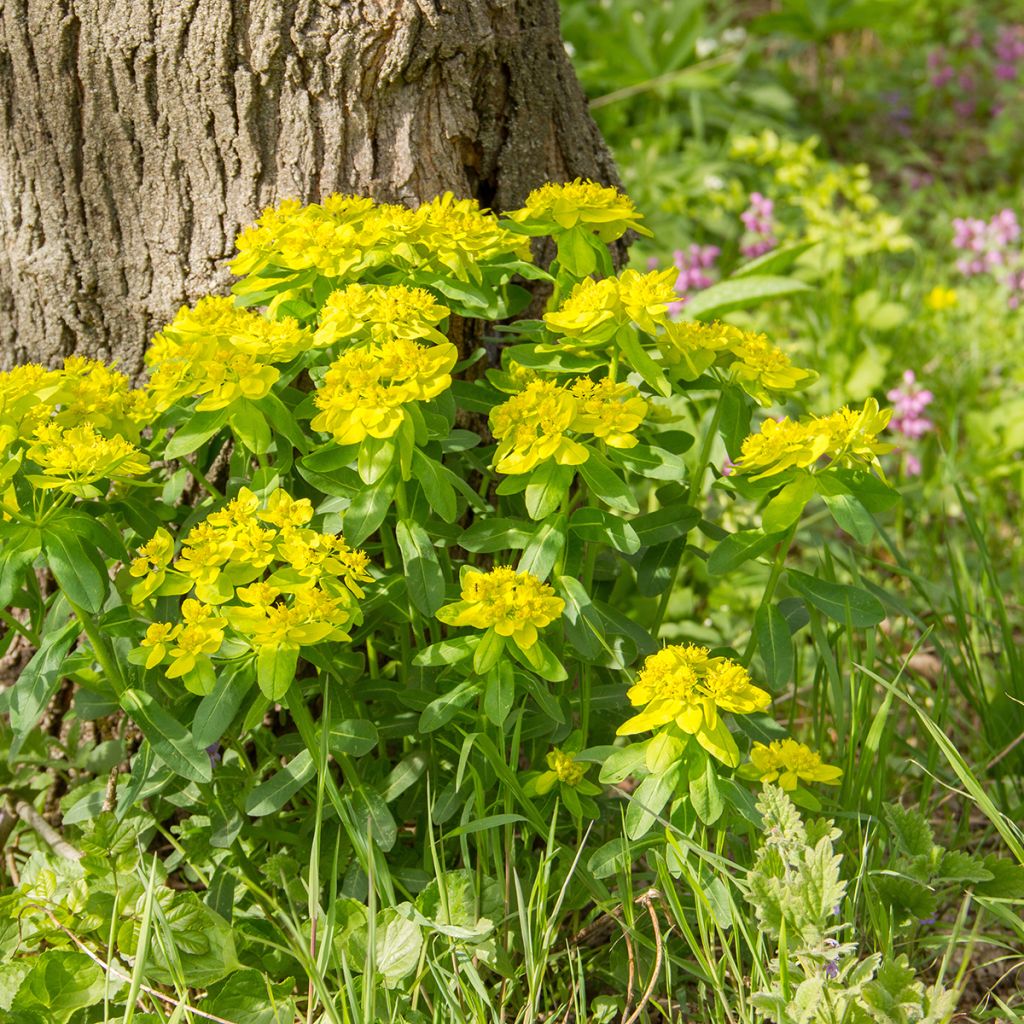 Euphorbia polychroma - Gold-Wolfsmilch