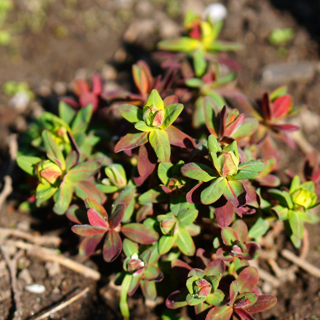 Euphorbia polychroma Purpurea - Gold-Wolfsmilch