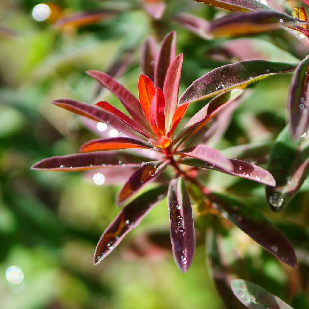 Euphorbia polychroma Purpurea - Gold-Wolfsmilch