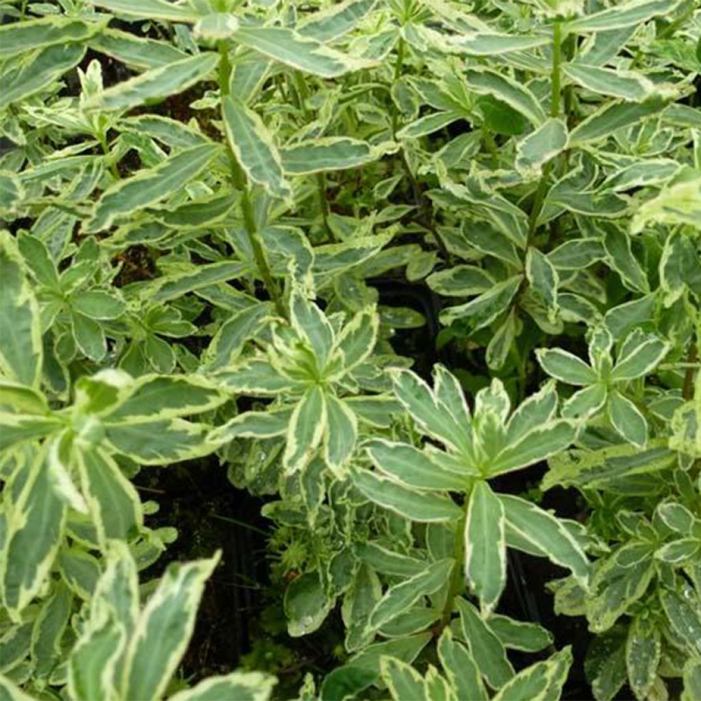 Euphorbia polychroma Variegata - Gold-Wolfsmilch