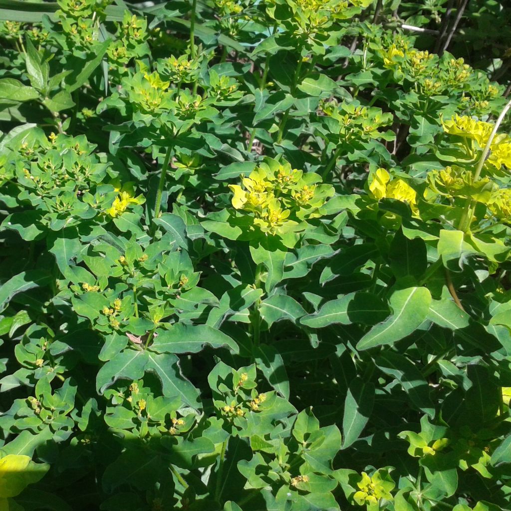 Euphorbe, Euphorbia polychroma Major