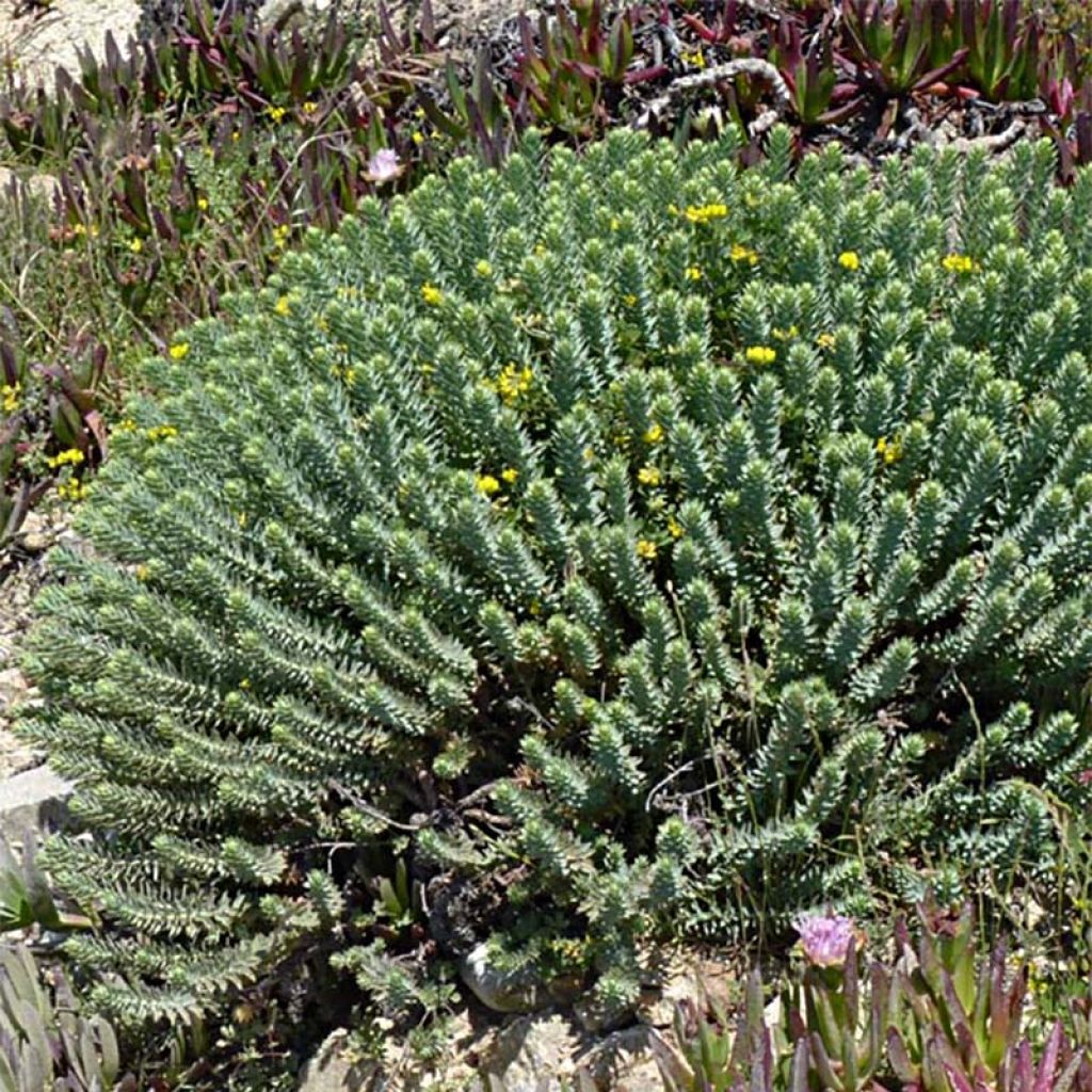 Euphorbia pythiusa - Euphorbe des Baléares.