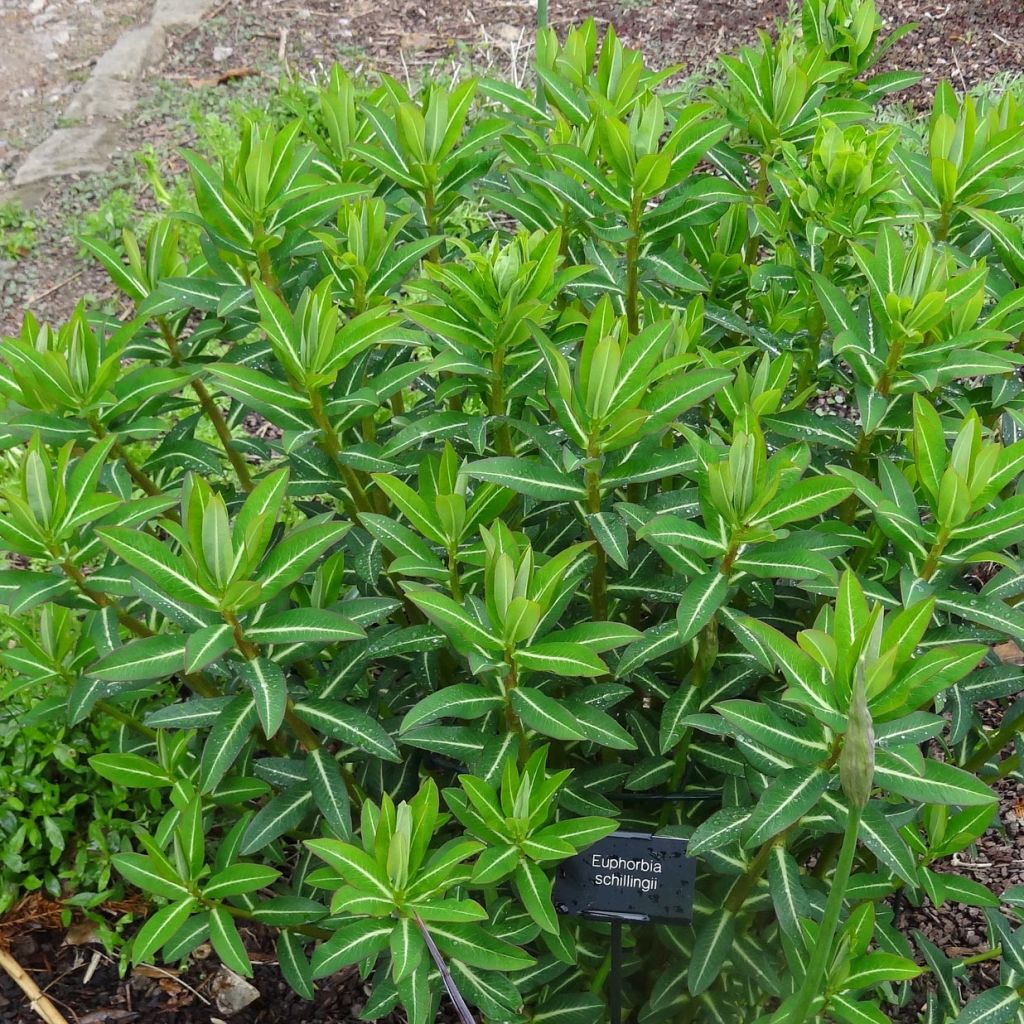 Euphorbia schillingii - Wolfsmilch