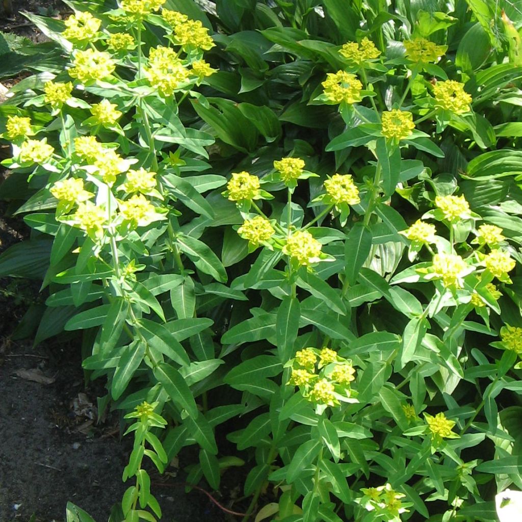 Euphorbia schillingii - Euphorbe schillingii