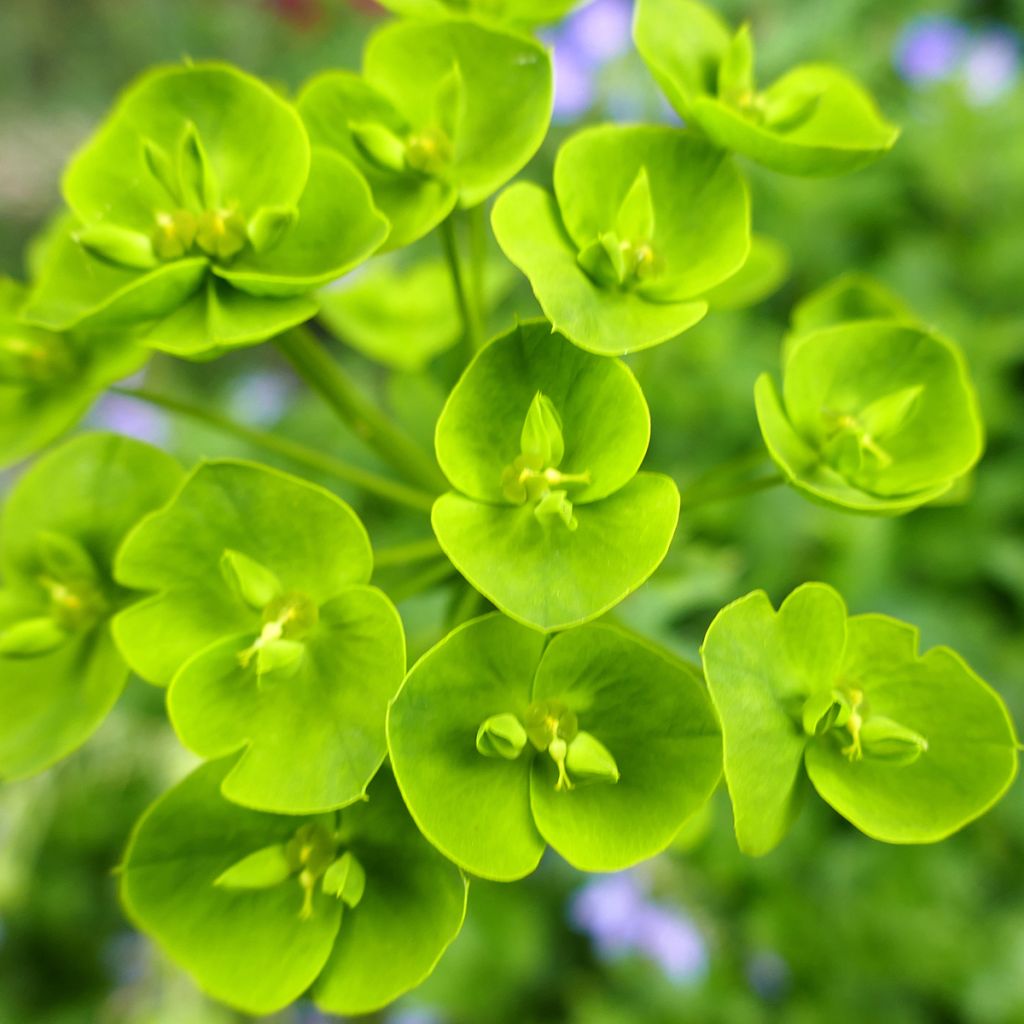 Euphorbia seguieriana subsp. niciciana - Steppen-Wolfsmilch