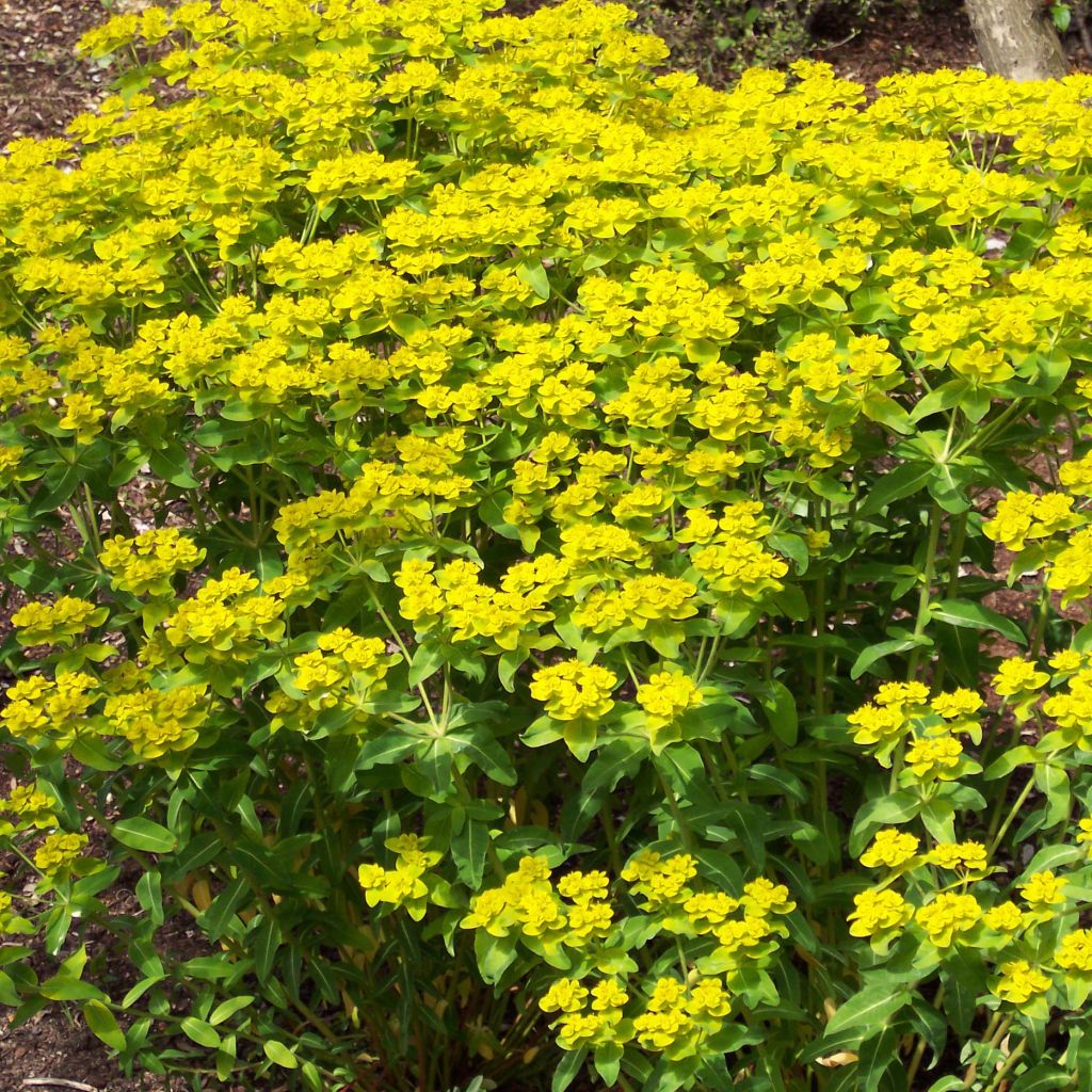 Euphorbia wallichii - Wallichs Wolfsmilch