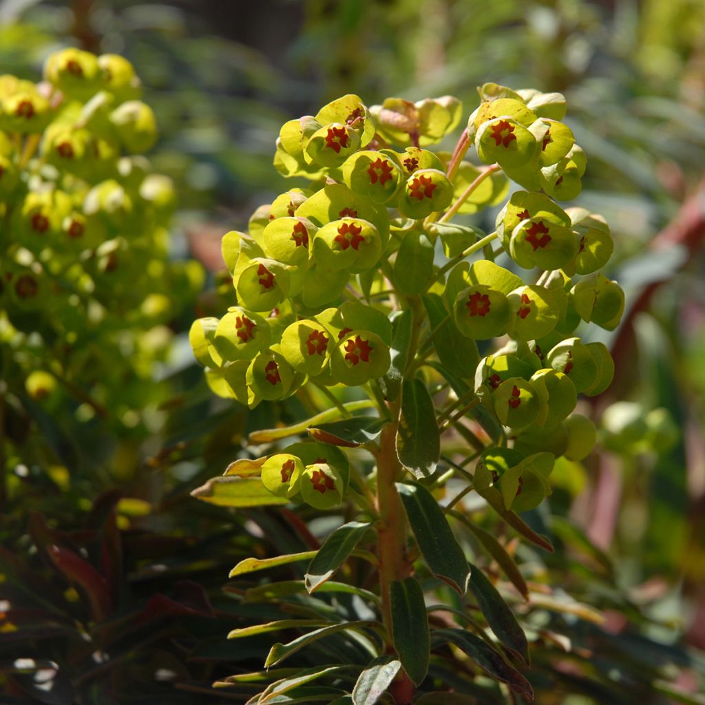 Euphorbia martinii Baby Charm - Busch-Wolfsmilch