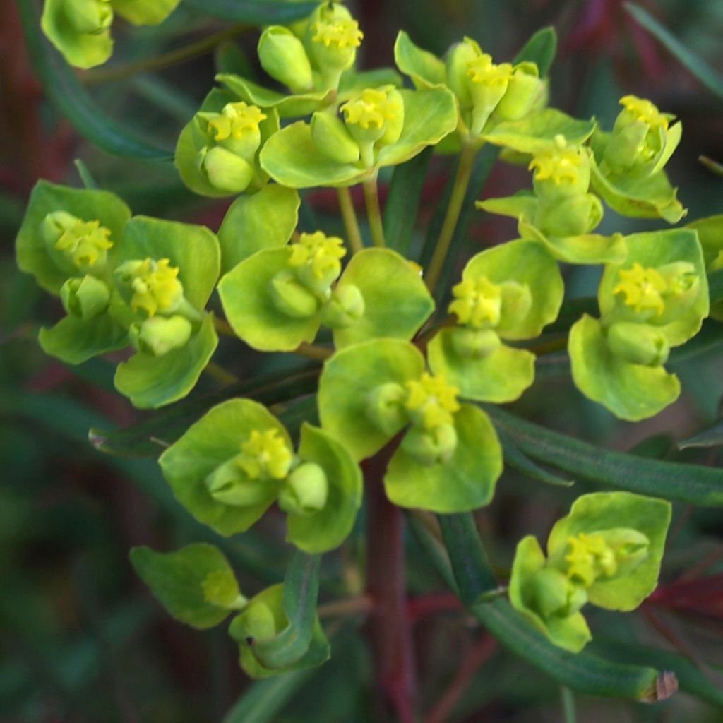 Euphoria cyparissias Fens Ruby - Euphorbe petit-cyprès